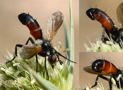 Réf. 210 917 : Cylindromyia auriceps